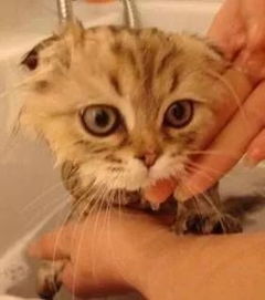 怎样正确给幼猫洗澡