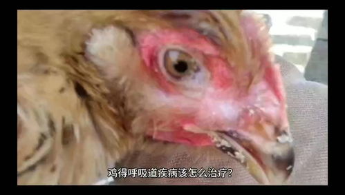 鸡得呼吸道疾病该怎么治疗 怎样治疗鸡呼吸道病鸡上呼吸道感染怎么治 养鸡 