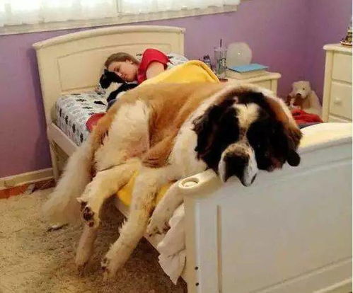 狗狗为何都不爱睡狗窝,却总爱和主人挤一张床 看完就知道了