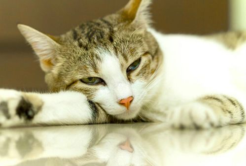 猫咪为何突然拉稀软便 养猫常见问题处理方式,不能指望猫咪自愈