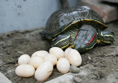 乌龟的品质有多重要 新手养龟要看,不要输在起跑线上