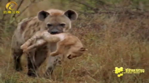 狮子与鬣狗是宿敌,看看它们如何处理对方的幼崽 就明了一切 