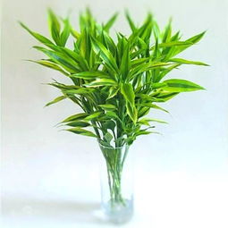 富贵竹用什么水养最好,富贵竹用什么水？