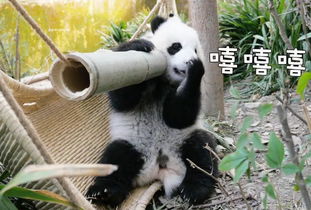 熊猫界的小满,是真的还不够满 