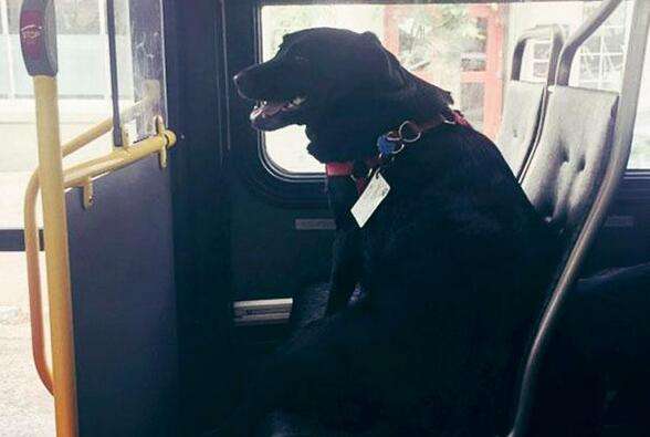 这只宠物狗可是西雅图公交车上的新乘客 