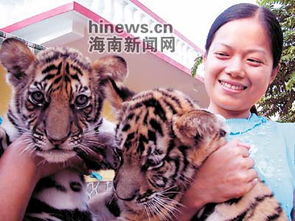三亚孟加拉虎添丁 一母老虎一次竟产5胞胎 