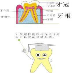 牙科咨询师专业知识大全