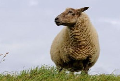 揭秘 生肖羊 的婚姻与命运,人到晚年指望谁 家里有属羊的速看