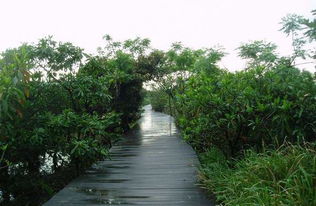 淇澳岛哪个停车场免费吗(台山红树林免费停车场有哪些)