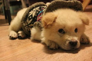 武汉联合动物医院 炎炎夏日,猫咪狗狗也贪凉,如何预防宠物 空调病