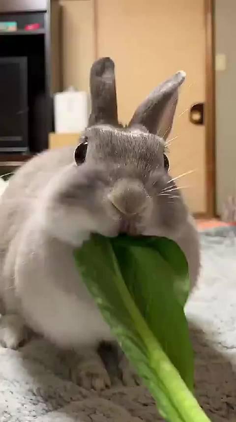 小兔兔