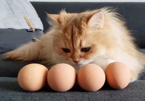 猫咪吃蛋清就会缺乏维生素 其实生活当中很少见,正常饮食可无忧