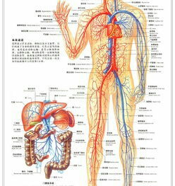 冷知识大全 2 关于人体你所不知道的冷知识