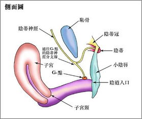 女人G点在哪 