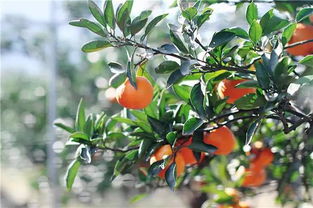 黄岩蜜桔几年结果实,黄岩蜜橘起源于什么时期？