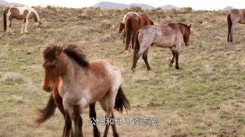 公马和母马谈恋爱,母马百般顺从,动物之间的爱情简单纯粹 