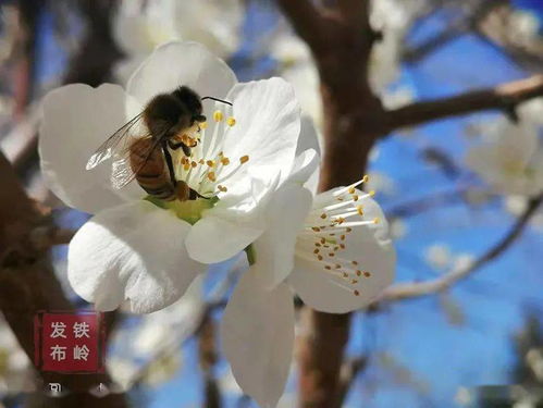 直播春天 抖出家乡美 主题活动征集作品展示 三 春风十里,陌上花开