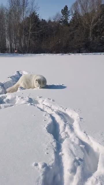 满地都是雪,没食物,狐狸好像要捉地下的老鼠 