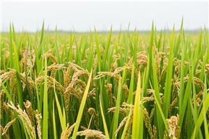 梦见成熟的水稻是什么意思梦到成熟的水稻好不好(梦到快成熟的水稻)