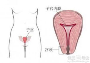 子宫内膜增生能跑步么