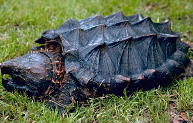 大鳄龟寿命 饲养下的寿命一般为20 70岁