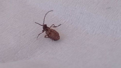 這個是什么蟲子 會裝死,跑的不快,應該不是蟑螂,在家里經常發現,很小,只有5mm左右