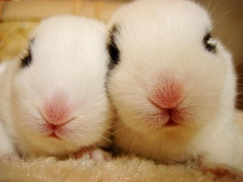 小白兔,白又白,两只耳朵竖起来 小清新图片 