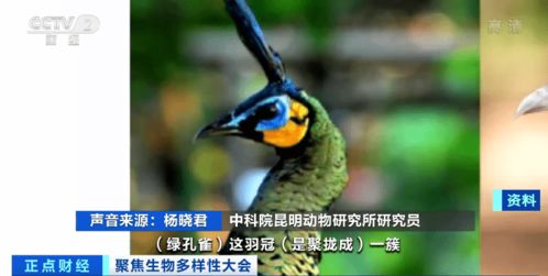 国家一级保护动物 珍稀濒危野生动物 中科院研究员,带你了解绚丽多彩的绿孔雀