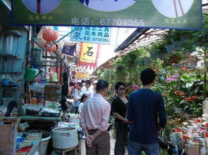 江苏苏州哪里有花鸟市场批发的 