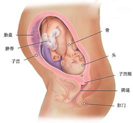 怀孕8个月胎儿图 胎儿8个月的图片