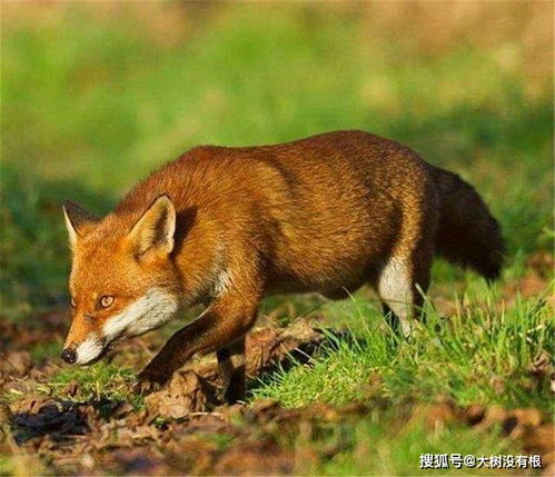 草狐现身九寨沟,靠听觉就能抓老鼠,发现陷阱会留臭味给同伴报警