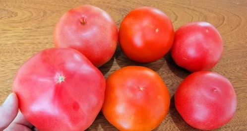 买西红柿,就要挑 母 的,老菜农 教你5招,保准买不到催熟的