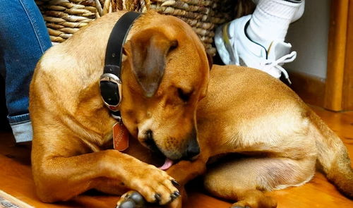 狗狗频繁 舔爪子 ,可能是身体疼痛造成的,主人要重视