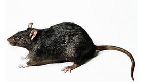 办公室里发现老鼠要怎么灭天河灭鼠公司价格 厂家 图片 