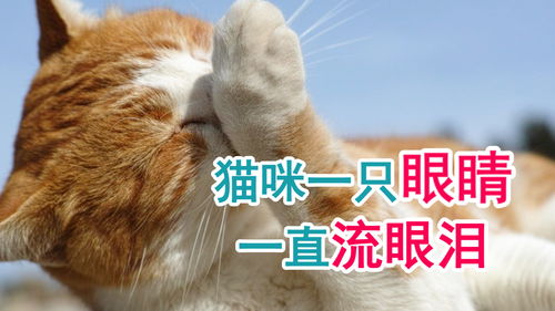 猫咪一只眼睛一直流眼泪 