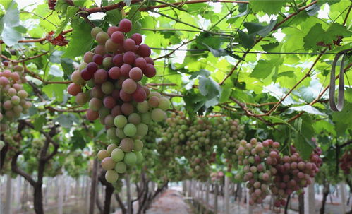 葡萄怎么喷肥才能显著增产又增甜