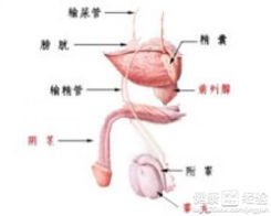 如何避免生小儿先天性睾丸发育不全的宝宝