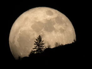月球十大惊人事实 地球有400多棵 月亮树 