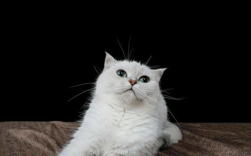 银渐层属宠物级品种猫,受到爱猫人青睐,可银渐层为什么不建议养