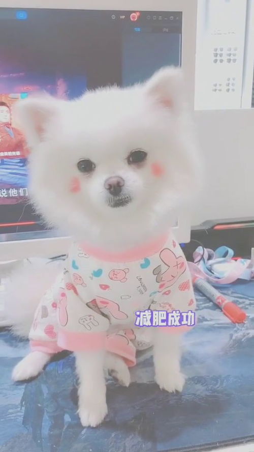 有只汪汪萌犬 