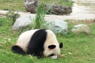 成都市大熊猫基地和都江堰熊猫乐园的区别是什么