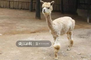 毛衣 穿不牢了 杭州动物园羊驼个性换装