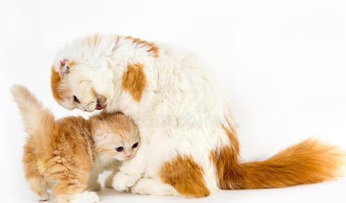 小猫需要喂化毛膏吗 幼猫能吃成猫的吐毛膏吗