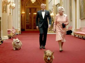 超长待 基 英国女王的柯基,是这个世界上最受宠爱的狗狗了吧