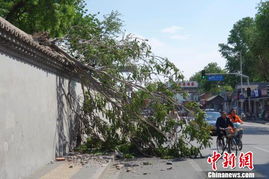 北京路边大树被风吹倒 