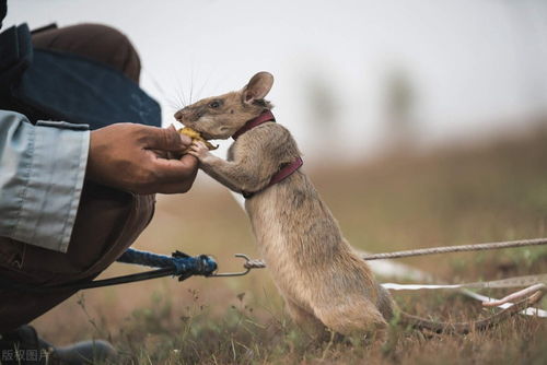 非洲巨鼠体长达1米,每年拯救成千上万人,它究竟有什么本事