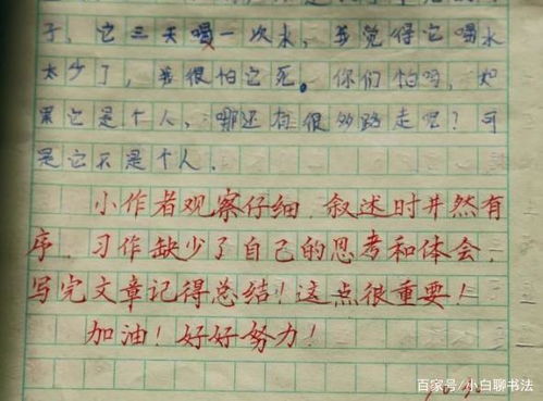 小学老师批改作业,评语 火 了,不仅有温度,而且书写很有法度