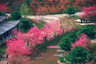 去什么日本,中国最美的樱花就要开了