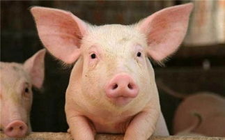 2023年7月最近猪瘟又爆发了 2023全国最近猪瘟情况