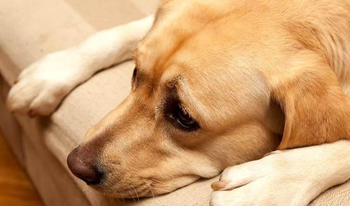 犬窝咳具有传染性,多数主人都不了解它,关于犬窝咳的七个知识点